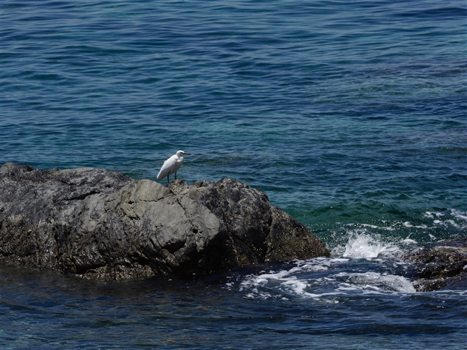 NTM,Pacific Reef Heron